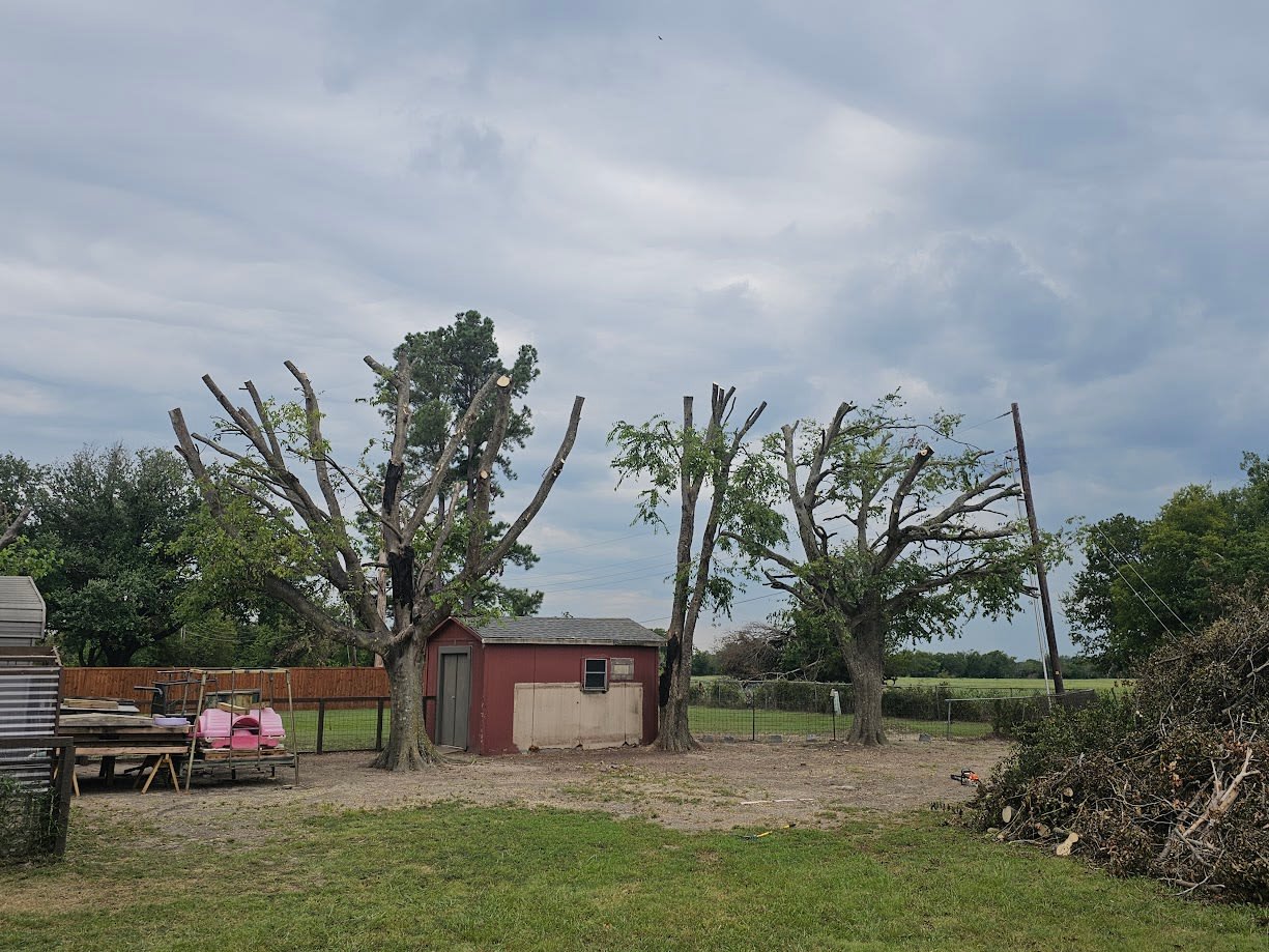 Arborist trimming overhanging tree branches in a Texas yard